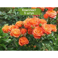 Комплект 5шт  / Роза Келли (спрей)